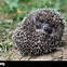 Image result for Hedgehog Ball