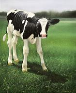 Image result for Holstein Calf Christmas