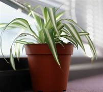 Image result for Mandarin Spider Plant Leaf Have Brown Streaks