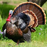 Image result for Turkey Animal Picture