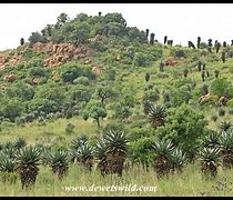 Image result for Suikerbosrand Nature Reserve