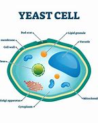 Image result for Yeast Cell Cartoon