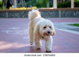 Image result for Poodle Terrier