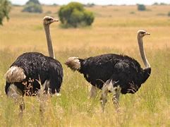 Image result for Ostrich with Wings