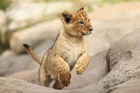 Image result for Cute Male Lion