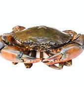 Image result for Xabungle Crab