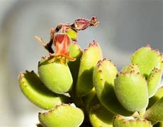 Image result for Cotyledon Succulent