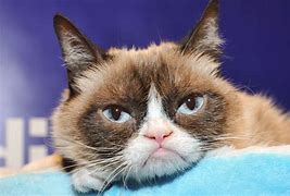 Image result for Grumpy Cat Full Body