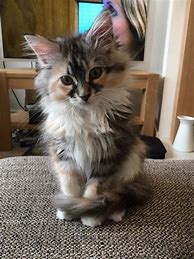 Image result for 12 Week Old Main Coon Kitten