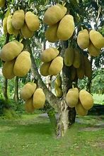 Image result for Katol Tree