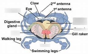 Image result for Blue Crab Anatomy Diagram