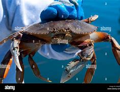 Image result for Crab Oreganata