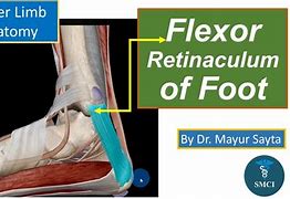 Image result for Retinaculum Leg