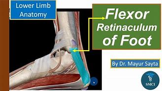 Image result for Structures Under Flexor Retinaculum of Hand