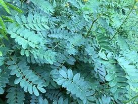 Image result for Senna Plant Pics