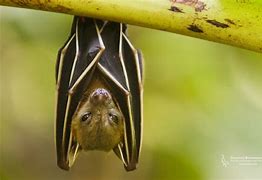 Image result for Male Fruit Bat