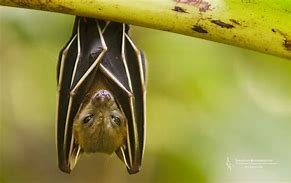 Image result for Fruit Bat Wallpaper