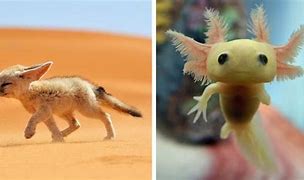 Image result for Baby Animal Photography