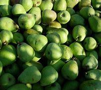 Image result for Pome Fruit Farm