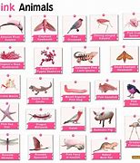 Image result for Rare Pink Objects