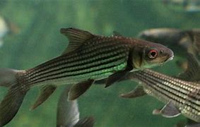 Image result for Ikan Temoleh Umpan