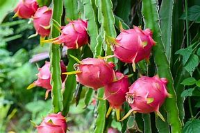 Image result for Buah Naga Merah Anima Si