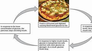 Image result for Insulin Feedback Loop