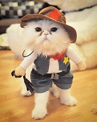 Image result for Cat with Costume