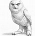 Image result for Snowy Owl Black and White Drawing