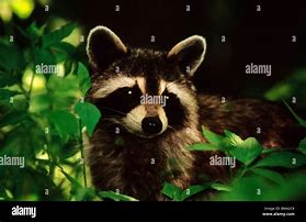 Image result for Wild Raccoon