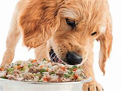 Image result for Person Eating Dog