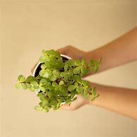 Image result for Baby Jade Plant