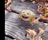 Image result for Goofy Frog