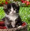 Image result for Baby Cats