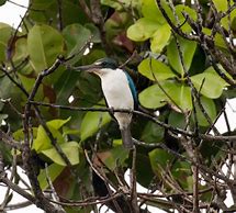 Image result for Collared Kingfisher