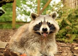 Image result for Raccoons Are Cute