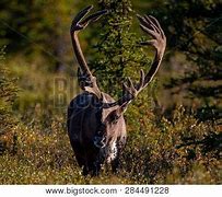 Image result for Reindeer Also Known as Caribou