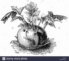 Image result for Kohlrabi Drawing