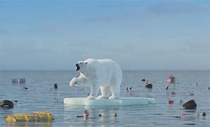 Image result for Polar Bear Global Warming