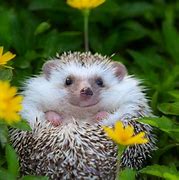 Image result for Hedgehog Living