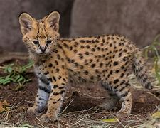 Image result for Serval Cat Grey