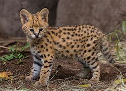 Image result for F5 Serval Cat