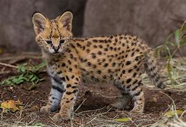 Image result for Half Serval Cat