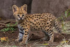 Image result for Serval Cat Anthro