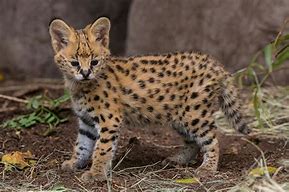 Image result for African Serval House Cat