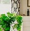 Image result for Cây Monstera