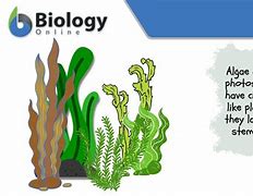 Image result for Algae Adaptations