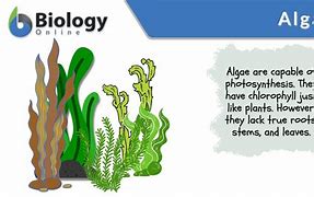 Image result for Algae Biology