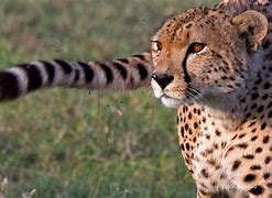 Image result for Cheetahs in the Wild