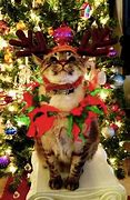 Image result for Animal Christmas Funny Cats